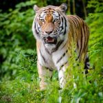 nature-wilderness-blur-animal-wildlife-zoo-1175497-pxhere.com